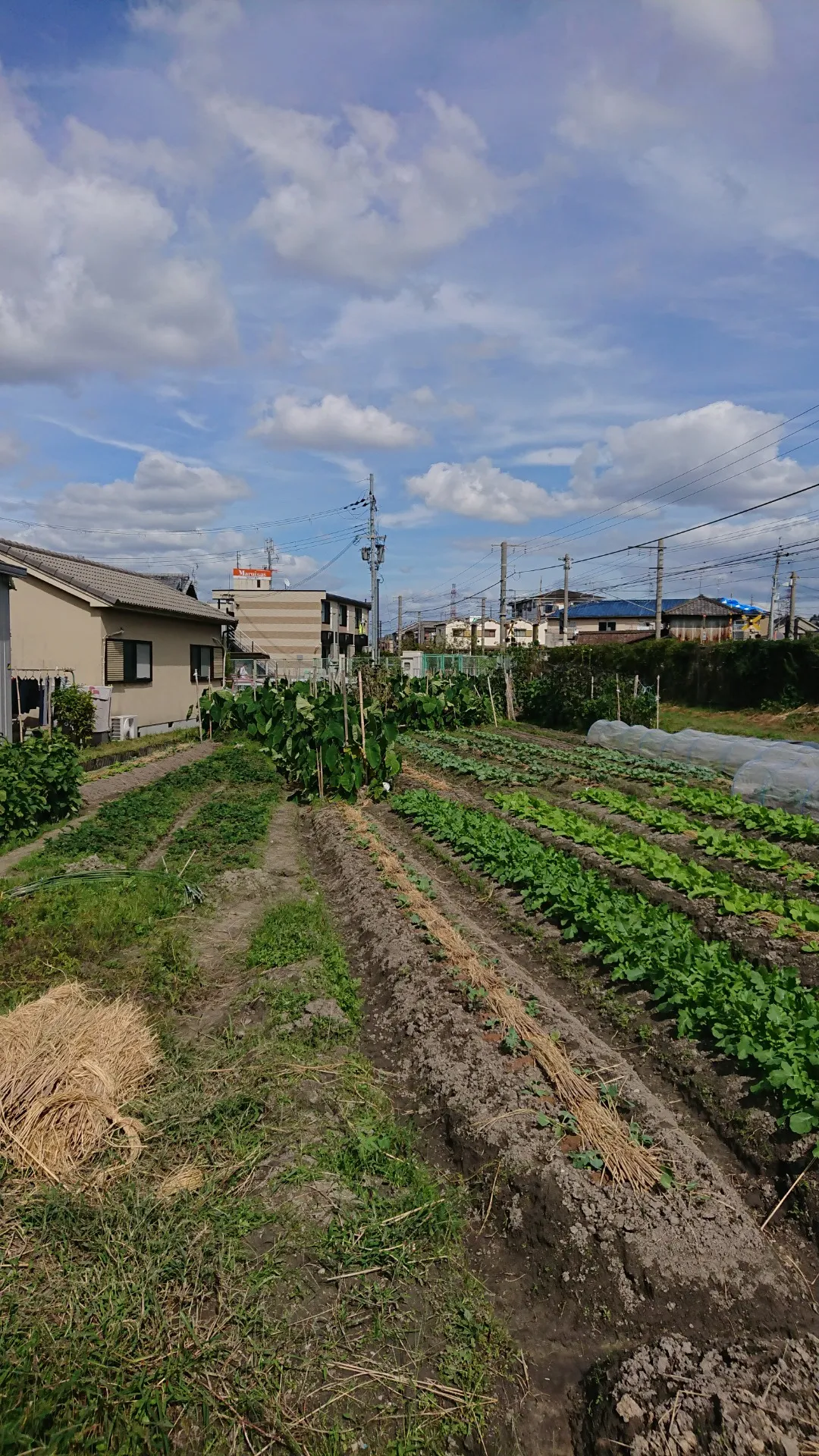 四重苦の土地