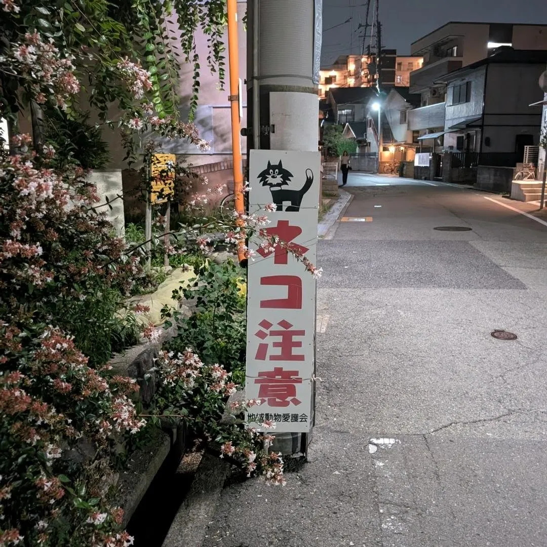 散歩中に見つけました！