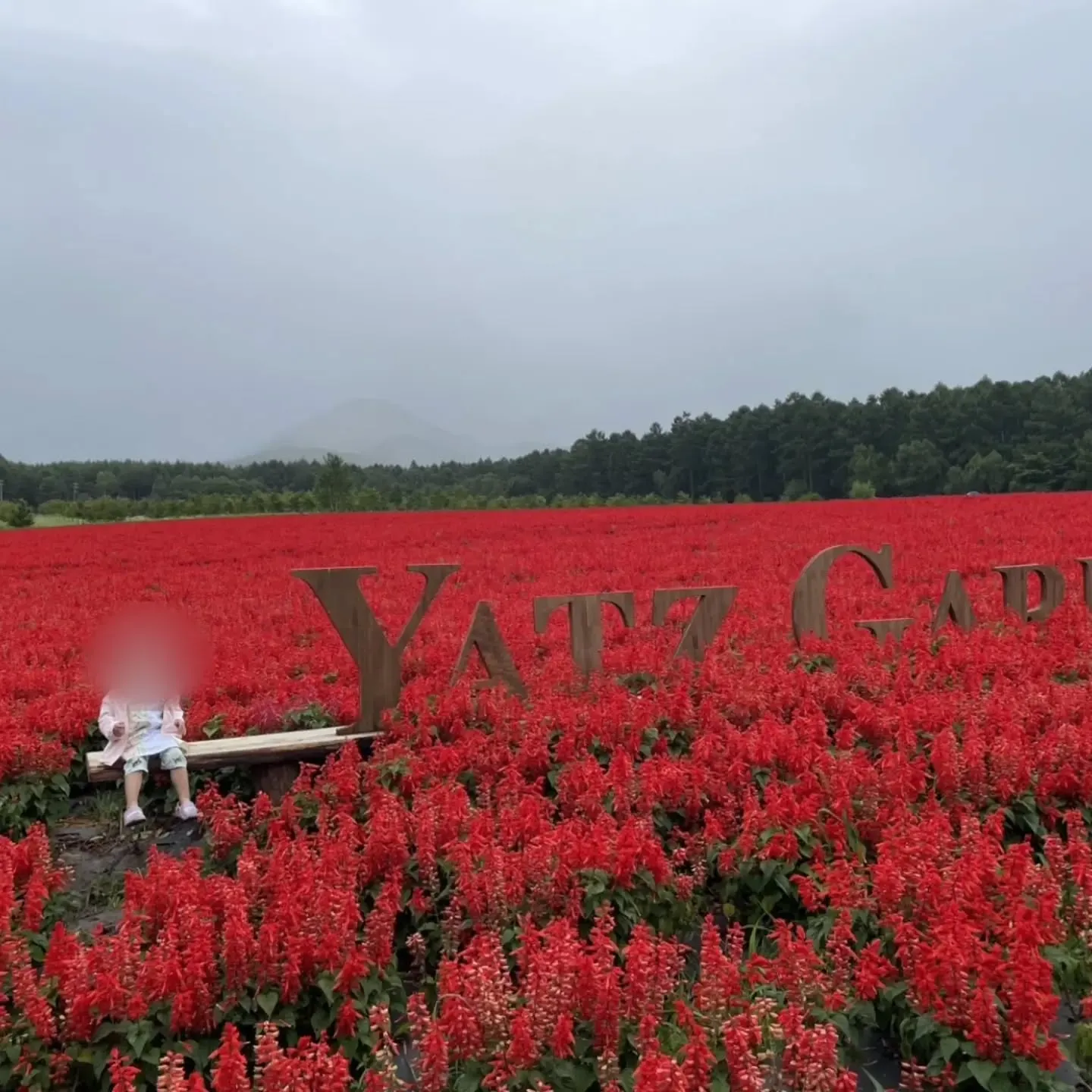 夏休み、家族で清里に行ってきました、涼しくて大阪に帰りたくな...
