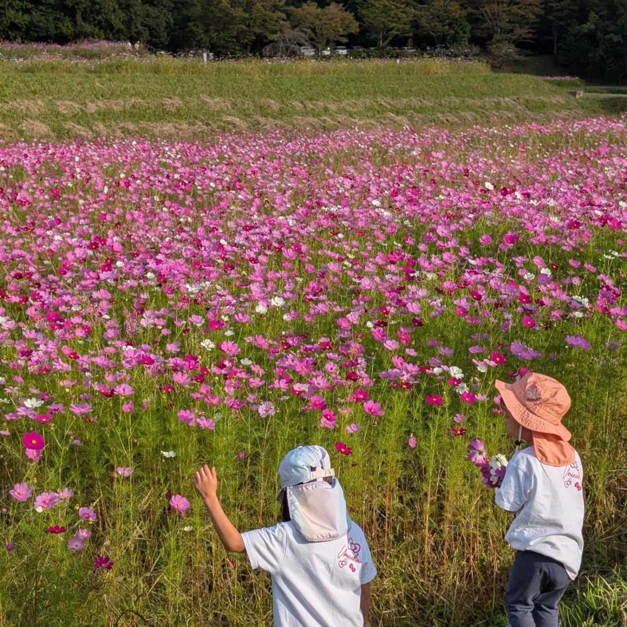 栗拾い