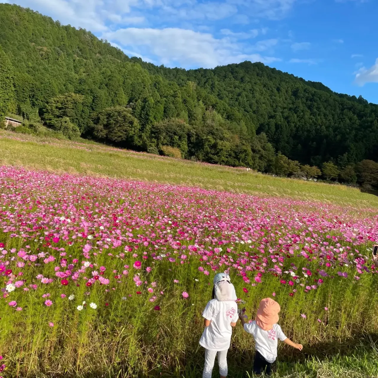 栗拾い